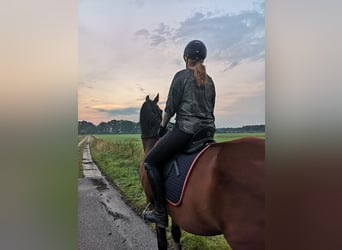 Mecklenburger Warmblut, Wallach, 16 Jahre, 173 cm, Brauner