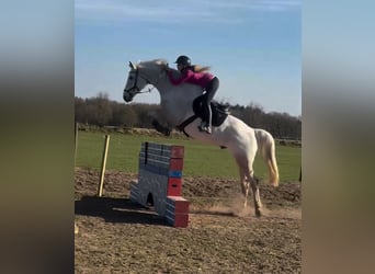 Mecklenburger Warmblut, Wallach, 16 Jahre, 178 cm, Schimmel