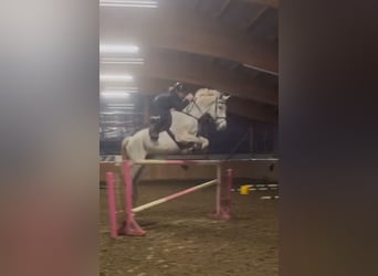 Mecklenburger Warmblut, Wallach, 16 Jahre, 178 cm, Schimmel