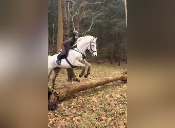 Mecklenburger Warmblut, Wallach, 16 Jahre, 178 cm, Schimmel