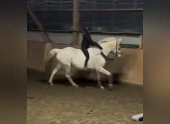 Mecklenburger Warmblut, Wallach, 16 Jahre, 178 cm, Schimmel
