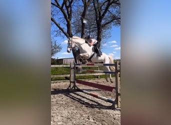 Mecklenburger Warmblut, Wallach, 16 Jahre, 178 cm, Schimmel