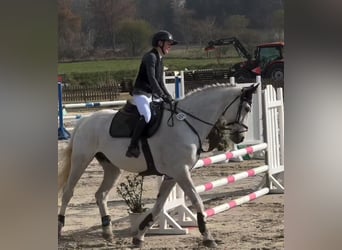 Mecklenburger Warmblut, Wallach, 16 Jahre, 178 cm, Schimmel