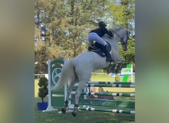 Mecklenburger Warmblut, Wallach, 16 Jahre, 178 cm, Schimmel