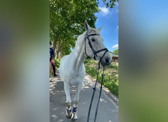 Mecklenburger Warmblut, Wallach, 16 Jahre, 178 cm, Schimmel