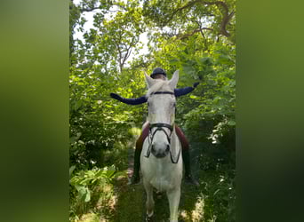 Mecklenburger Warmblut, Wallach, 16 Jahre, 178 cm, Schimmel