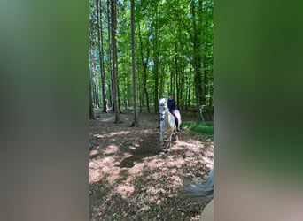 Mecklenburger Warmblut, Wallach, 16 Jahre, 178 cm, Schimmel