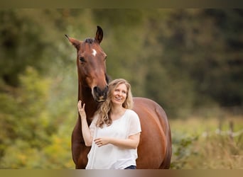 Mecklenburger Warmblut, Wallach, 17 Jahre, 165 cm, Brauner