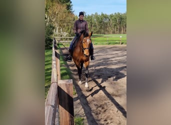 Mecklenburger Warmblut, Wallach, 17 Jahre, 165 cm, Brauner