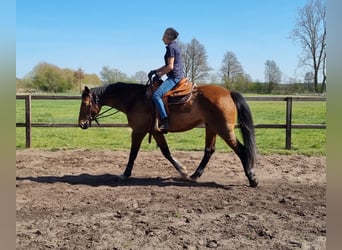 Mecklenburger Warmblut, Wallach, 17 Jahre, 165 cm, Brauner