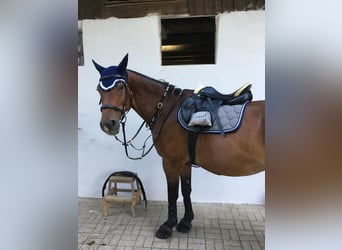 Mecklenburger Warmblut, Wallach, 17 Jahre, 178 cm, Brauner