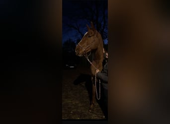 Mecklenburger Warmblut, Wallach, 18 Jahre, 185 cm, Fuchs