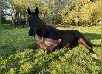 Mecklenburger Warmblut, Wallach, 19 Jahre, 165 cm, Rappe