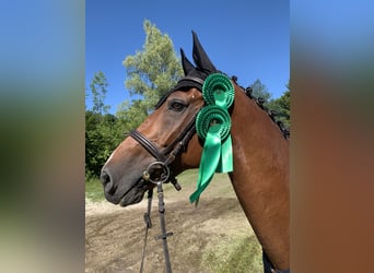 Mecklenburger Warmblut, Wallach, 19 Jahre, 174 cm, Brauner