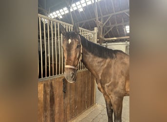 Mecklenburger Warmblut, Wallach, 19 Jahre, Schwarzbrauner