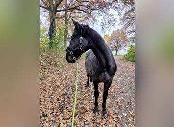 Mecklenburger Warmblut, Wallach, 20 Jahre, 160 cm, Schwarzbrauner