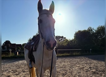 Mecklenburger Warmblut, Wallach, 20 Jahre, 164 cm, Schimmel