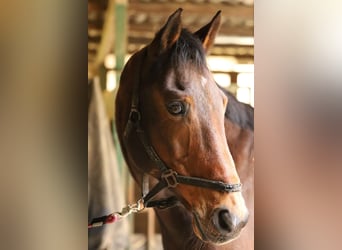 Mecklenburger Warmblut, Wallach, 21 Jahre, 168 cm, Brauner