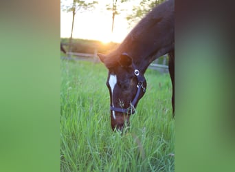 Mecklenburger Warmblut, Wallach, 22 Jahre, 172 cm, Dunkelbrauner