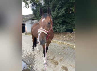 Mecklenburger Warmblut, Wallach, 22 Jahre, 175 cm, Brauner