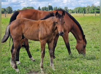 Mecklenburger Warmblut, Wallach, 2 Jahre, 162 cm, Brauner