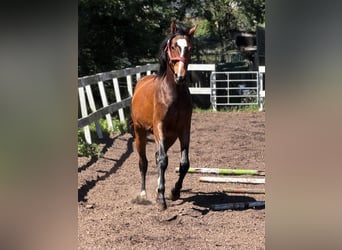 Mecklenburger Warmblut, Wallach, 2 Jahre, Brauner