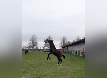 Mecklenburger Warmblut, Wallach, 2 Jahre, Brauner
