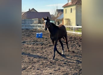 Mecklenburger Warmblut, Wallach, 2 Jahre, Brauner