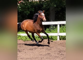 Mecklenburger Warmblut, Wallach, 2 Jahre, Brauner