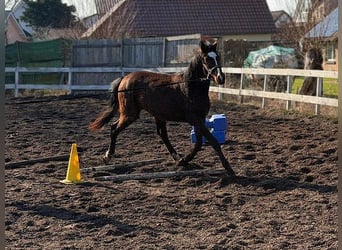Mecklenburger Warmblut, Wallach, 2 Jahre, Brauner