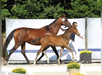 Mecklenburger Warmblut, Wallach, 2 Jahre, Brauner