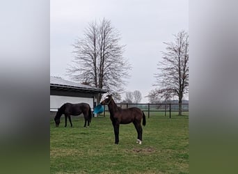 Mecklenburger Warmblut, Wallach, 2 Jahre, Brauner