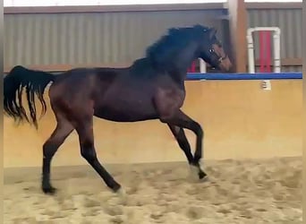 Mecklenburger Warmblut, Wallach, 2 Jahre, Dunkelbrauner