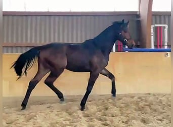 Mecklenburger Warmblut, Wallach, 2 Jahre, Dunkelbrauner