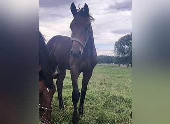 Mecklenburger Warmblut, Wallach, 2 Jahre, Dunkelbrauner