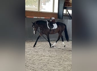 Mecklenburger Warmblut, Wallach, 3 Jahre, 153 cm, Dunkelbrauner