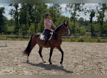 Mecklenburger Warmblut, Wallach, 3 Jahre, 153 cm, Dunkelbrauner
