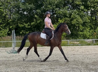 Mecklenburger Warmblut, Wallach, 3 Jahre, 153 cm, Dunkelbrauner