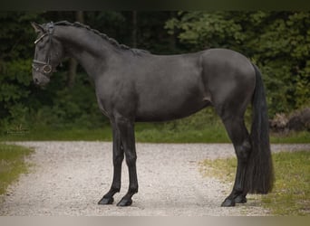 Mecklenburger Warmblut, Wallach, 3 Jahre, 160 cm, Schwarzbrauner