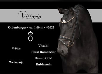 Mecklenburger Warmblut, Wallach, 3 Jahre, 160 cm, Schwarzbrauner