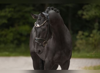Mecklenburger Warmblut, Wallach, 3 Jahre, 160 cm, Schwarzbrauner