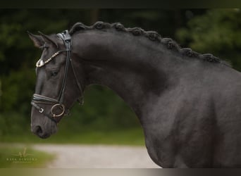 Mecklenburger Warmblut, Wallach, 3 Jahre, 160 cm, Schwarzbrauner