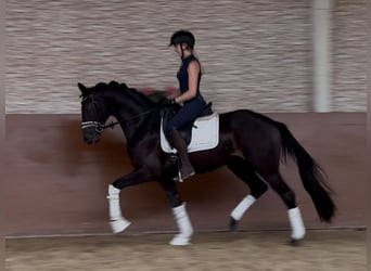 Mecklenburger Warmblut, Wallach, 3 Jahre, 160 cm, Schwarzbrauner