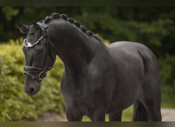 Mecklenburger Warmblut, Wallach, 3 Jahre, 160 cm, Schwarzbrauner