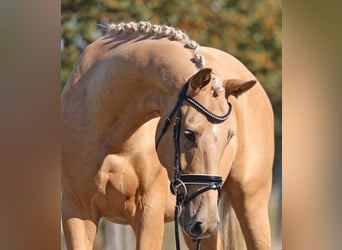 Mecklenburger Warmblut, Wallach, 3 Jahre, 161 cm, Palomino