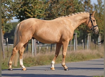 Mecklenburger Warmblut, Wallach, 3 Jahre, 161 cm, Palomino