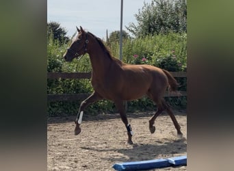 Mecklenburger Warmblut, Wallach, 3 Jahre, 165 cm, Dunkelfuchs