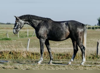 Mecklenburger Warmblut, Wallach, 3 Jahre, 169 cm, Apfelschimmel