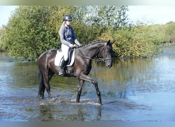 Mecklenburger Warmblut, Wallach, 3 Jahre, 169 cm, Rappe
