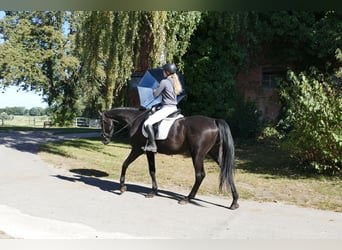 Mecklenburger Warmblut, Wallach, 3 Jahre, 169 cm, Rappe